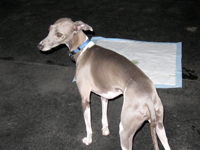 Dog  -  Italian Greyhound